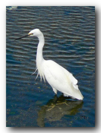 Aigrette garzette